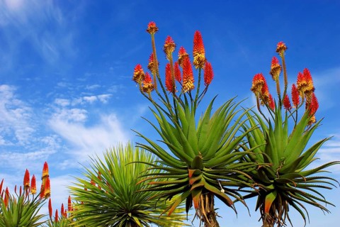 Close up of Aloe Vera flowers (Aloe Vera) against blue sky, near Los Canarios, La Palma, Canary