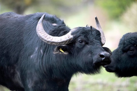 Water buffalo (Bubalus arnee), on the pasture, Döberitzer Heide, Brandenburg, Germany, Europe