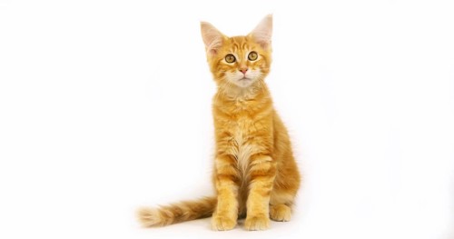 Cream Blotched Tabby Maine Coon, Domestic Cat, Kitten against White Background, Normandy in France