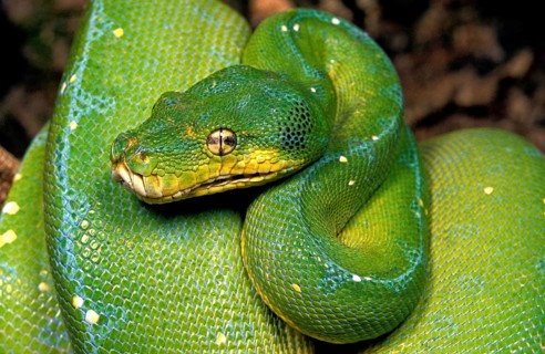 Green Tree Python (morelia viridis)