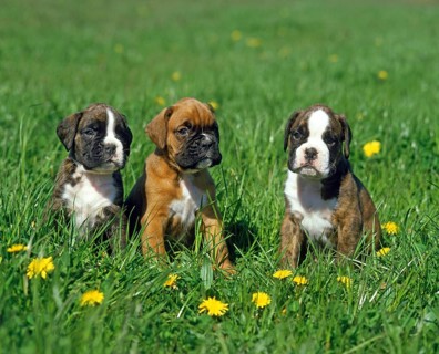 Boxer Dog, Pup standing in Dandelions