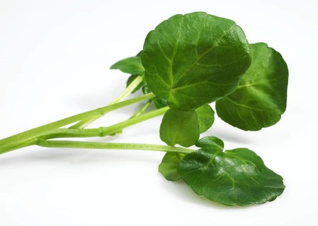 Watercress (nasturtium officinale), Salad against White Background