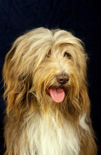 BEARDED COLLIE, HEAD OF ADULT AGAINST BLACK BACKGROUND