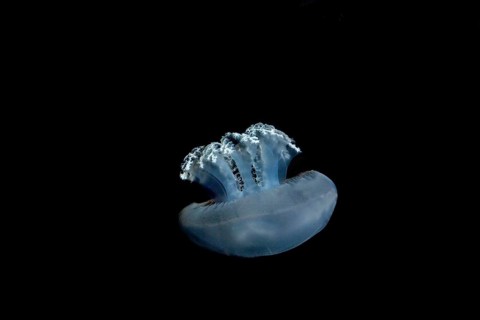 Blubber Jellyfish or Blue Jellyfish, catostylus mosaicus, Adult against Black Background,