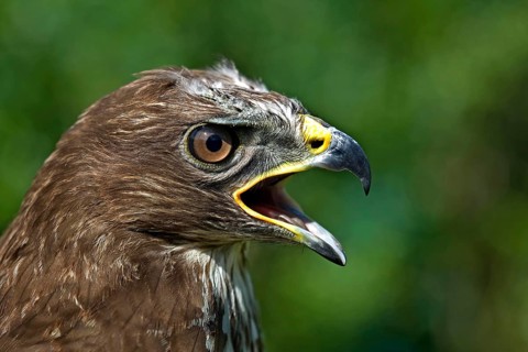 Common Buzzard (buteo buteo), Portrait of Adult calling