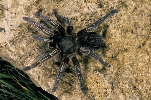 TRAP-DOOR SPIDER STANDING ON STONE