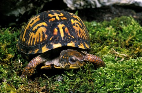EASTERN BOX TURTLE (terrapene carolina)