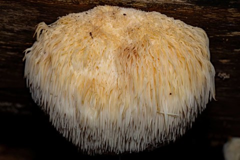 Hedgehog spiny beard whitish-cream coloured fruit body with drooping spines on tree trunk