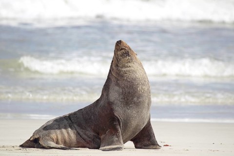 Australian sea lion (Neophoca cinerea) on the beach of Seal Bay on Kangaroo Island, South
