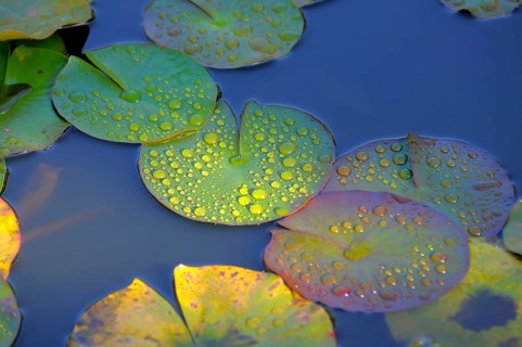 Garden pond with lily pads, water drops after rain on lily pads