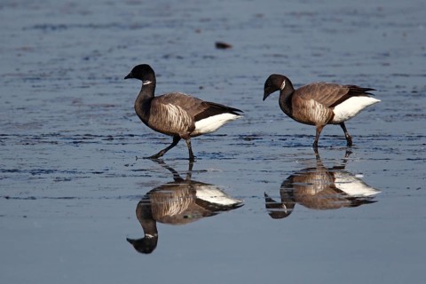 Brant Geese (Branta bernicla) in the Wadden Sea, Texel Island, Netherlands