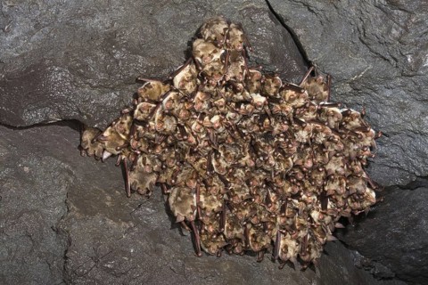Greater mouse-eared bats (Myotis myotis), group at roost, hibernating, hibernating, Germany, Europe