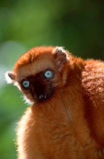 Blue-eyed Lemur, female (Eulemur macaco flavifrons), Sclater's Black Lemur