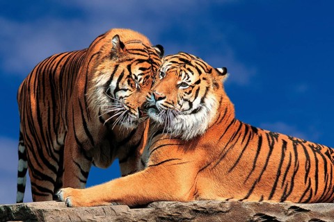 Sumatran Tiger (Panthera tigris sumatrae)