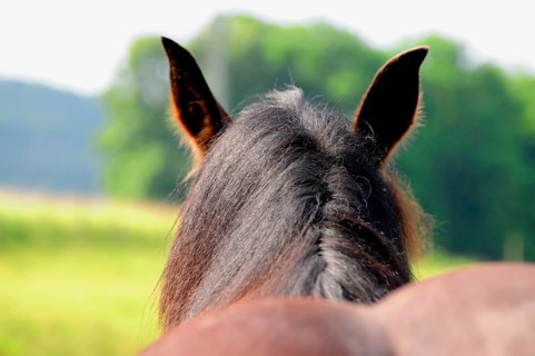 Coldblood, Mane, Coldblood Horse, Mane Comb