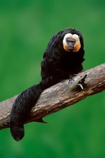 Pale-headed Saki, male (Pithecia pithecia), Blasskopfsaki, maennlich, animals, Suedamerika, south