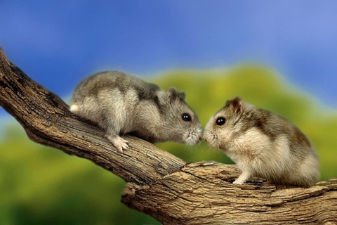 Dwarf Hamster (Phodopus sungorus), side