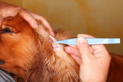 Removal of grass seeds from dog ear, inside, Cavalier King Charles Spaniel, ruby, grene, awns,