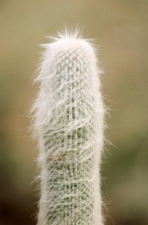 Old Man Cactus (Cephalocereus senilis), Old Man of Mexico
