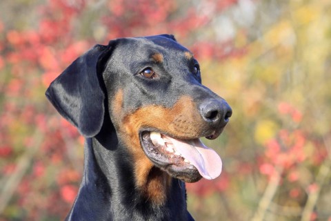 Doberman, black marks