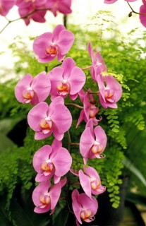 Flowering orchid, Phalaenopsis