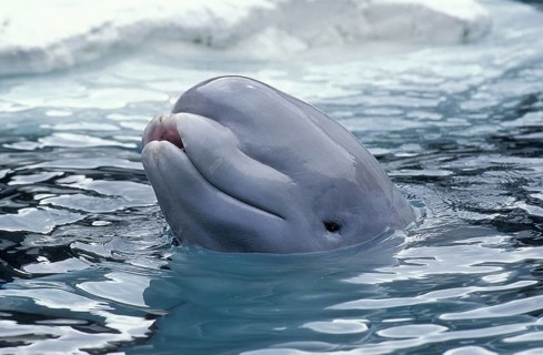 Beluga OR WHITE Whale (delphinapterus leucas)