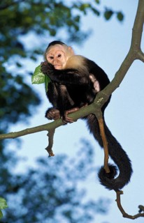 White-headed capuchin (cebus capucinus), adult EATING BLADE, COSTA RICA