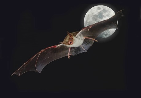 Mouse-eared Bat (myotis myotis), Flight at Full Moon