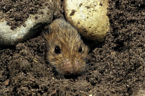 Common vole (microtus arvalis), head of an adult coming out of the ground