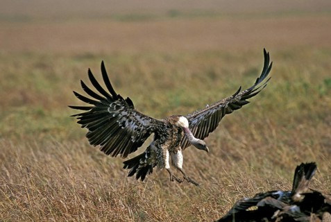 RUPPELL'S VULTURE gyps rüppellii, ADULTS IN FLIGHT, LANDING, KENYA