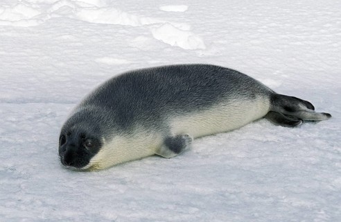 Hooded seal (cystophora cristata), PUP ON ICE FIELD, MAGDALENA ISLAND IN CANADA