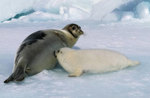 Harp Seal (pagophilus groenlandicus), Mother with Pup suckling, Magdalena Island in Canada