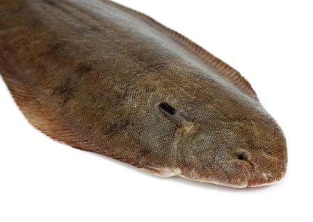 Sole, Sole (solea solea), Other animals, Fish, Flatfish, Animals, FRESH SOLE FISH on white