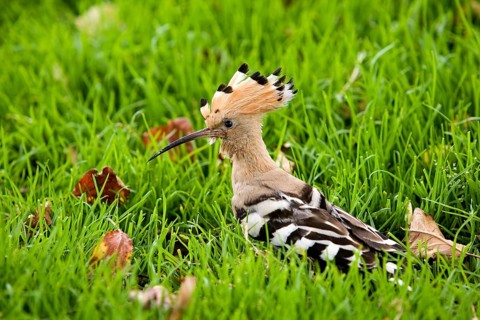 Hoopoe (upupa epops), adult on grass, Normandy