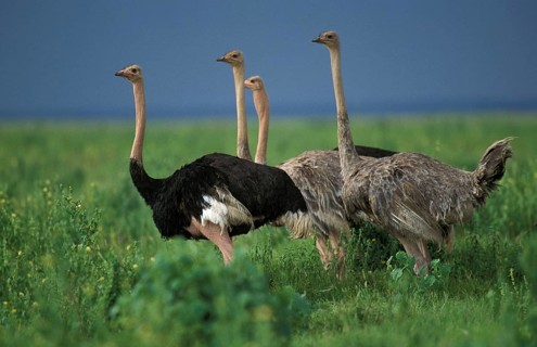 Common ostrich (struthio camelus), Masai Mara Park in Kenya