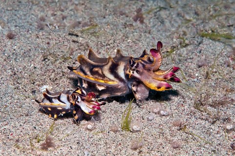 Flamboyant cuttlefish (Metasepia pfefferi), male and female, flame sepia, flamboyant sepia