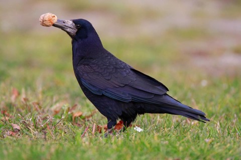Rook (Corvus frugilegus) with walnut, crow, Öland, Sweden, Europe