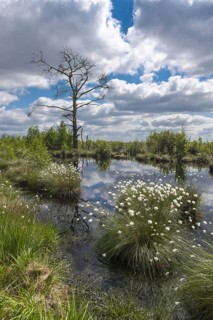 Goldenstedter Moor, Lower Saxony, Germany, Europe