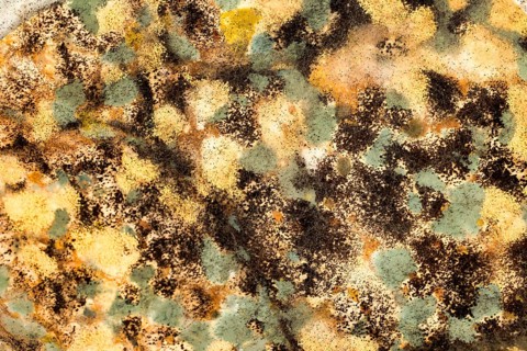 Different coloured mushroom cultures on a flatbread, mould