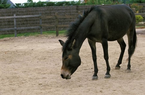 Hinny, cross between male horse and Jenny