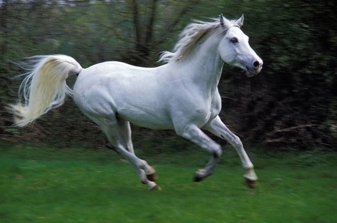 Arabian Horse Galloping
