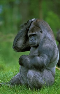 EASTERN TIEFLAND GORILLA (gorilla gorilla) graueri, MALE CROSSING HIS HEAD