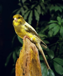 Yorkshire Canary