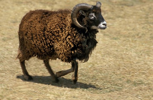 Soay Sheep, Breed from Scotland, Ram