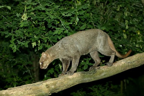 Jaguarundi, herpailurus yaguarondi, adult on branch