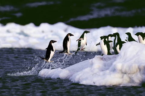 ADELIE Adelie Penguin (pygoscelis adeliae), GROUP SPRINGING OUT OF THE WATER, ANTARKTIKA
