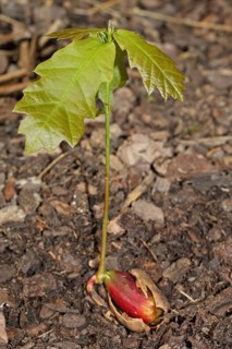 Oak seedling