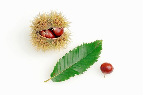 Sweet Chestnut (Castanea sativa), leaf and fruits, European Chestnut