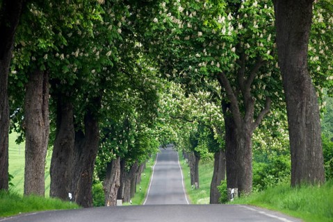 Horse Chestnut (Aesculus hippocastanum) Avenue, Neu-Gunterberg, Angermunde, Brandenburg, Germany,