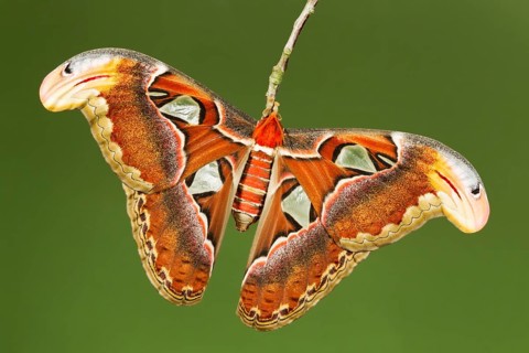 Atlas butterfly (Attacus atlas)